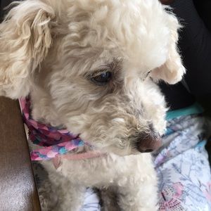 Meet your Posher, Laura